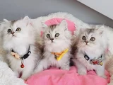 Show Kalite Silver Shaded British Longhair