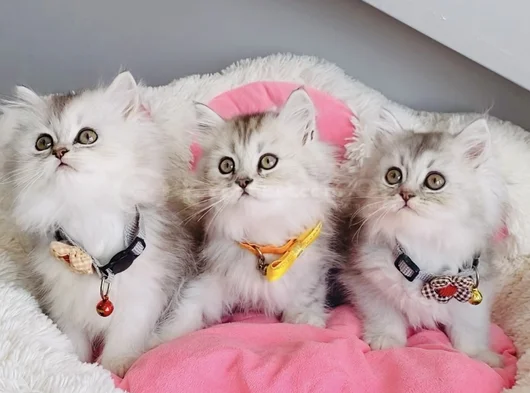 Show Kalite Silver Shaded British Longhair görsel