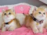 Scr Li Anne Babadan Golden Ny12 British Shorthair