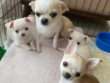 Çanta Boy Aşılı ve Tuvalet Eğitimli Chihuahua yavrular