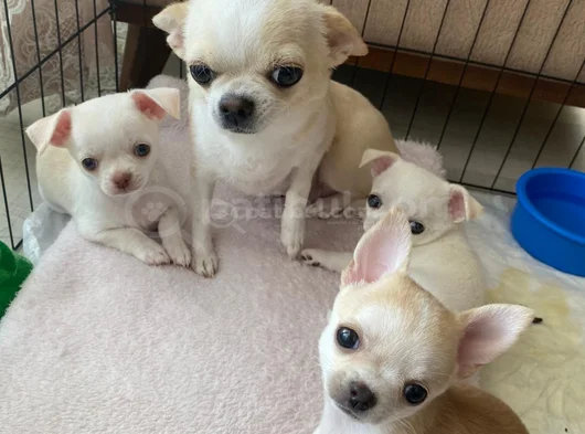 Çanta Boy Aşılı Ve Tuvalet Eğitimli Chihuahua Yavrular