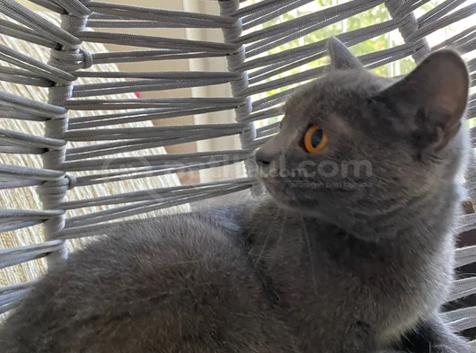 Ankara İçi̇ Ücretsi̇z 8 Aylik Di̇şi̇ Bri̇ti̇sh Shorthai̇r Bebek Ked görsel