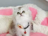 Show Kalite Silver Shaded British Longhair