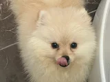 Yavru Pomeranian Boo 3 aylık erkek