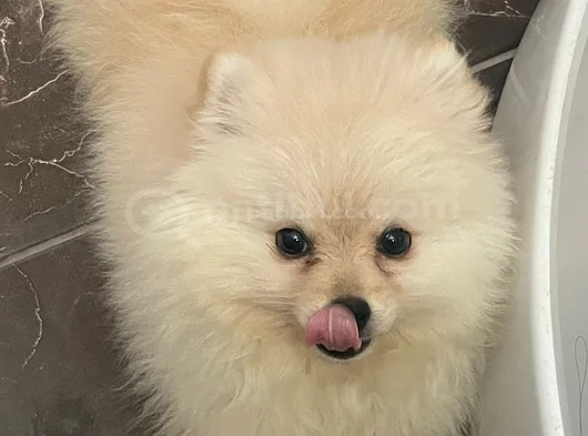 Yavru Pomeranian Boo 3 Aylık Erkek