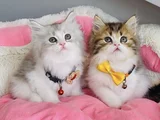 A Kalite Bicolor Brıtısh Longhair Bebeklerim