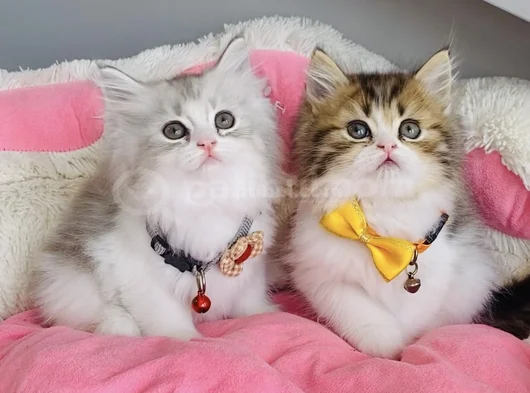 A Kalite Bicolor Brıtısh Longhair Bebeklerim görsel
