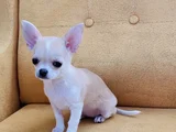 Çanta Boy Aşılı Ve Tuvalet Eğitimli Chihuahua Yavrular