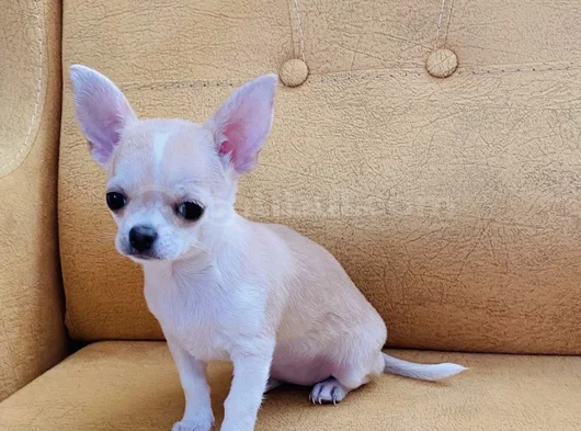 Çanta Boy Aşılı Ve Tuvalet Eğitimli Chihuahua Yavrular görsel