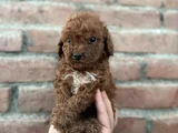 Sevgiyle Büyüyen Safkan Poodle Bebeklerimiz