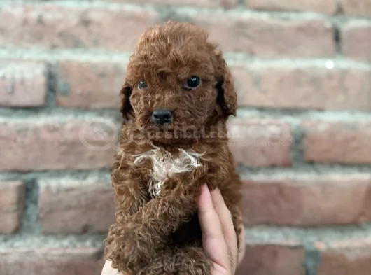 Sevgiyle Büyüyen Safkan Poodle Bebeklerimiz görsel