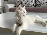 British Shorthair Cinsi Sahiblendirme Kedi 