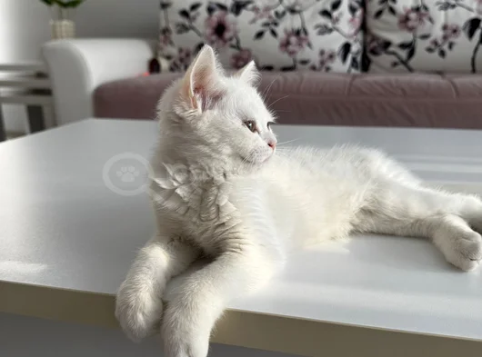 British Shorthair Cinsi Sahiblendirme Kedi  görsel