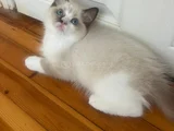 Anne Altından Safkan Ragdoll Yavru Kediler