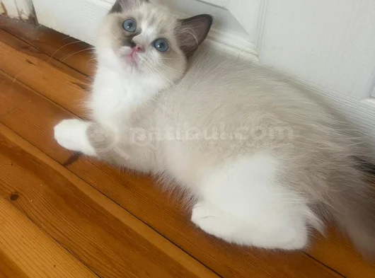 Anne Altından Safkan Ragdoll Yavru Kediler görsel