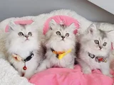 Show Kalite Silver Shaded British Longhair