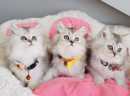 Show Kalite Silver Shaded British Longhair görsel