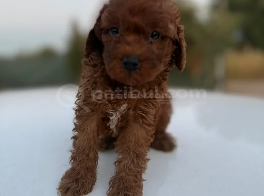 Kurabiyeler Yeni Ailelerini Arıyor görsel