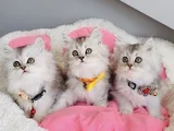 Show Kalite Silver Shaded British Longhair