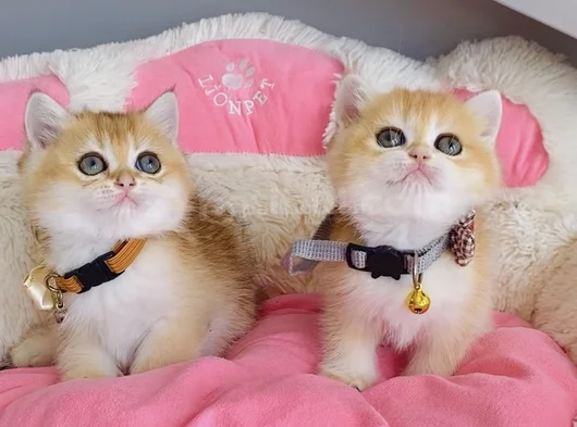 Scr Li Anne Babadan Golden Ny12 British Shorthair görsel