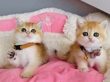 Scr Li Anne Babadan Golden Ny12 British Shorthair
