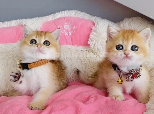 Scr Li Anne Babadan Golden Ny12 British Shorthair görsel