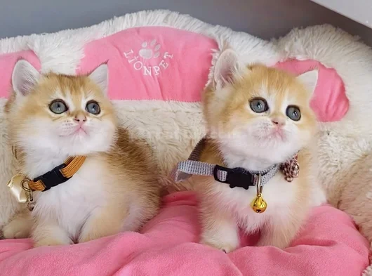 Scr Li Anne Babadan Golden Ny12 British Shorthair görsel