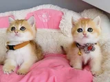 Scr li anne babadan golden NY12 british shorthair