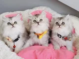 Show Kalite Silver Shaded British Longhair