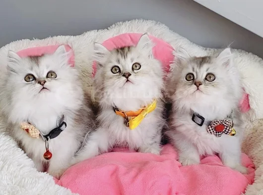 Show Kalite Silver Shaded British Longhair görsel