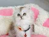 Show Kalite Silver Shaded British Longhair