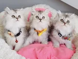 Show Kalite Silver Shaded British Longhair