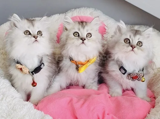 Show Kalite Silver Shaded British Longhair görsel