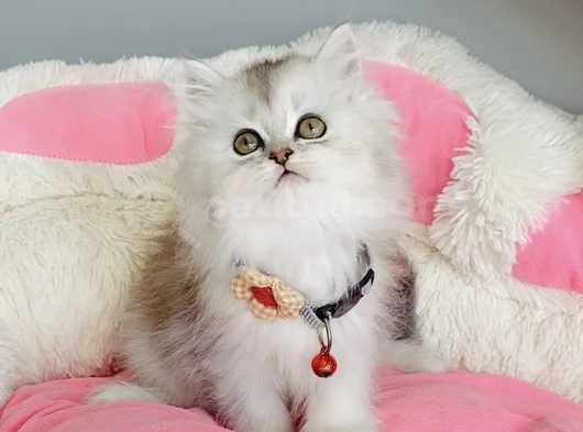 Show Kalite Silver Shaded British Longhair görsel