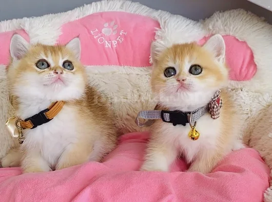 Scr Li Anne Babadan Golden Ny12 British Shorthair görsel