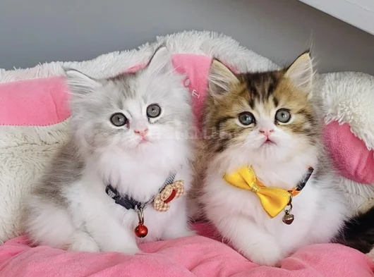 A Kalite Bicolor Brıtısh Longhair Bebeklerim görsel