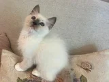 Anne Altından Safkan Ragdoll Yavru Kediler