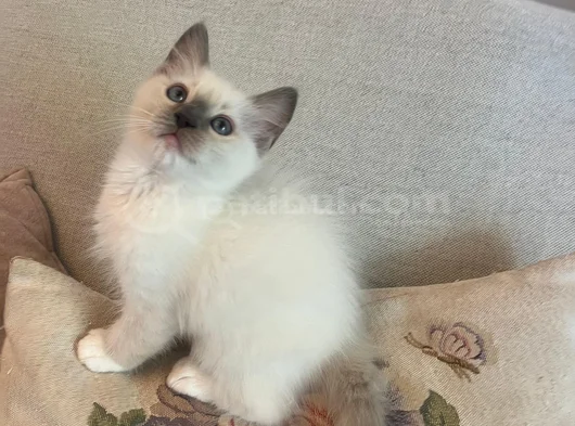 Anne Altından Safkan Ragdoll Yavru Kediler görsel