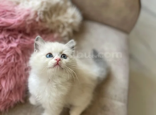 Anne Altından Safkan Ragdoll Yavru Kediler görsel