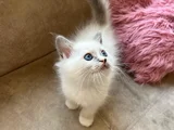 Anne Altından Safkan Ragdoll Yavru Kediler