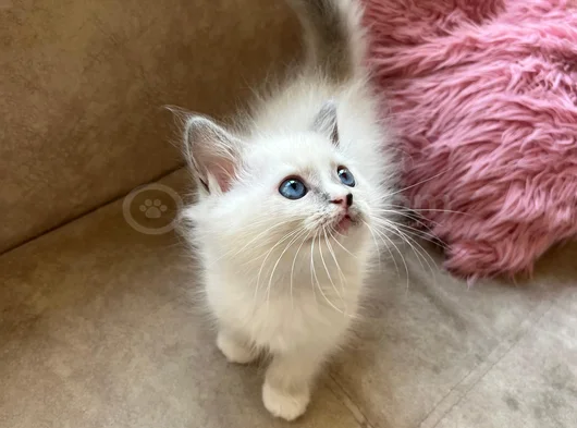 Anne Altından Safkan Ragdoll Yavru Kediler görsel