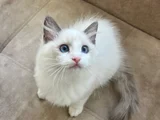 Anne Altından Safkan Ragdoll Yavru kediler