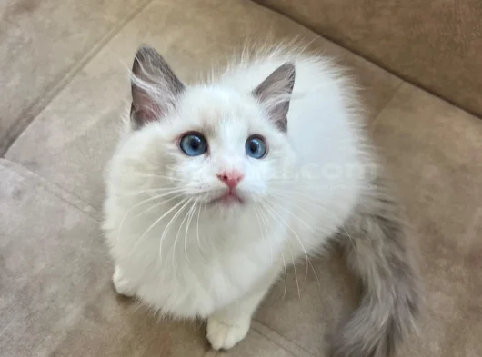 Anne Altından Safkan Ragdoll Yavru Kediler