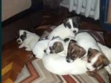 Jack Russell  Bebekler Canlı Görerek Alabilceğiniz Yavrular
