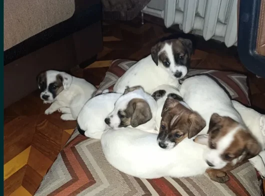Jack Russell  Bebekler Canlı Görerek Alabilceğiniz Yavrular görsel