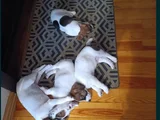 Jack russell  Bebekler canlı görerek alabilceğiniz yavrular