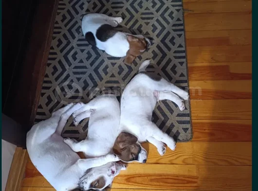 Jack Russell  Bebekler Canlı Görerek Alabilceğiniz Yavrular