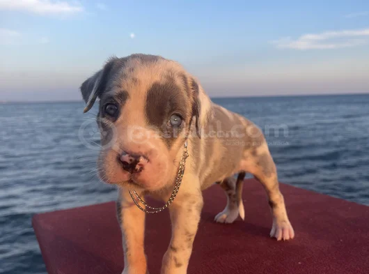 Şapşahane Baba Fotoğrafı Da Paylastım görsel