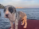 Şapşahane baba fotoğrafı da paylastım
