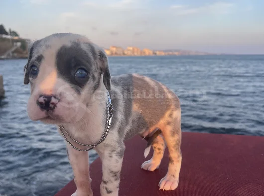 Şapşahane Baba Fotoğrafı Da Paylastım